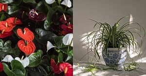 招桃花植物