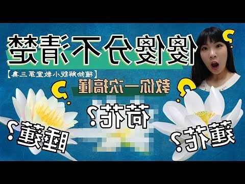 蓮花介紹