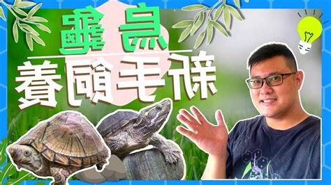 烏龜好養嗎