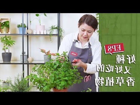 檀香可以驅邪嗎