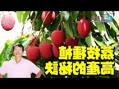 種荔枝樹