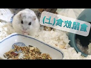 養倉鼠需要什麼