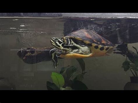 烏龜放鬆