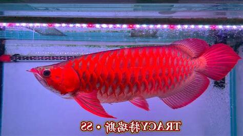 血紅龍魚價格