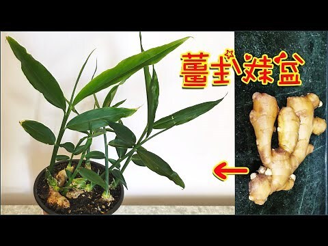 老薑種植盆栽