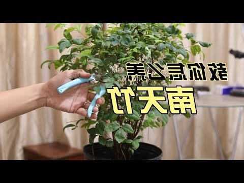 南天竹室內