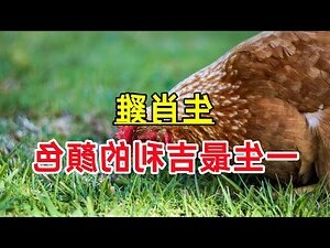 屬雞的幸運顏色