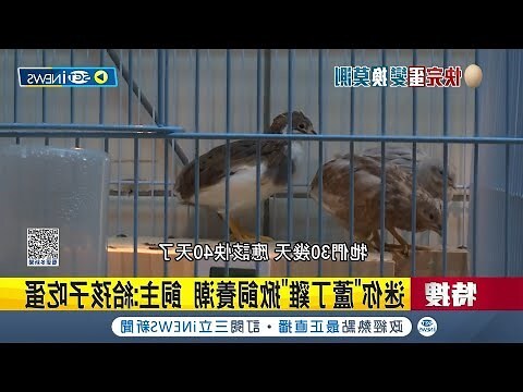 蘆丁雞飼養環境