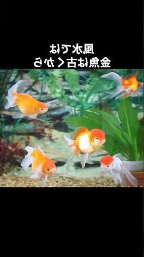 金魚花風水