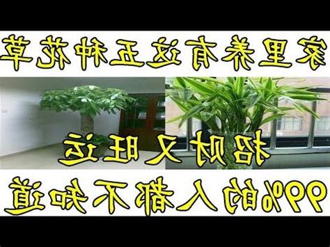 珍珠馬茶花風水