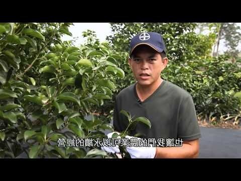 樟樹功效