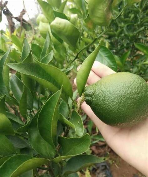 柑橘樹有刺嗎