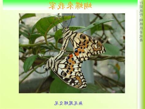 蝴蝶來我家
