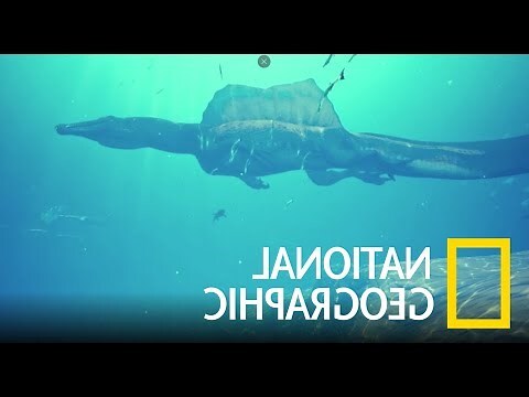 金魚草原神