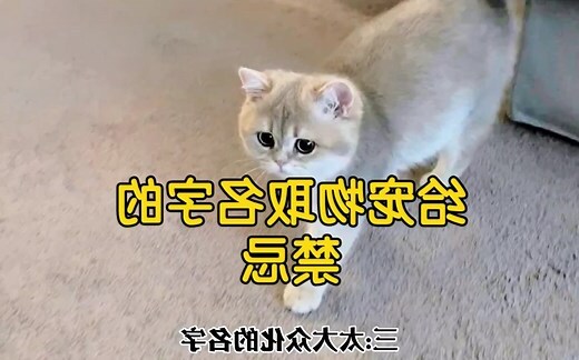 兔禁忌名字