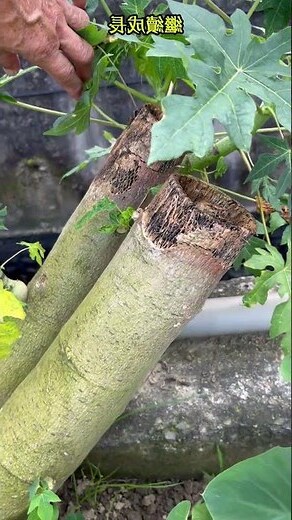 木瓜樹鋸斷