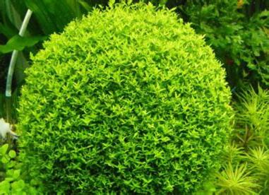 珍珠草禁忌
