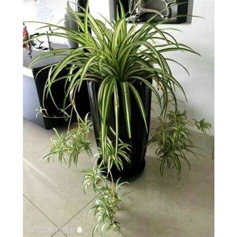 無日照植物