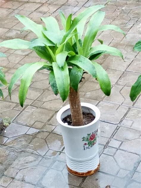巴西木種植
