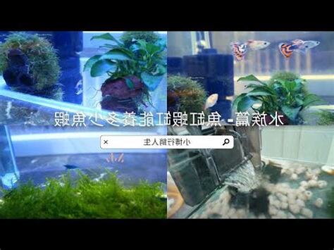 魚缸大小養魚數量
