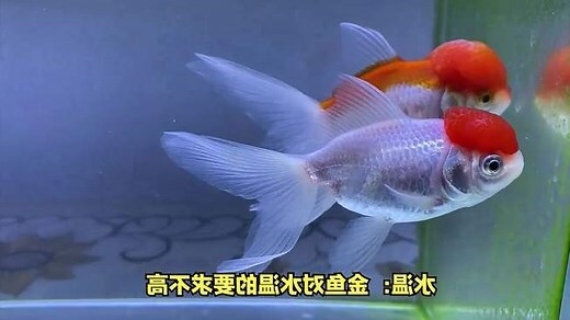 金鱼颜色风水