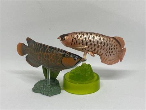 龍吐珠魚價錢