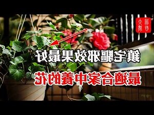 居家避邪植物