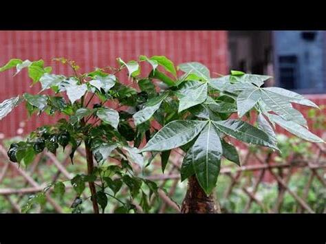 大門外擋煞植物