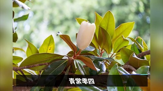 广玉兰