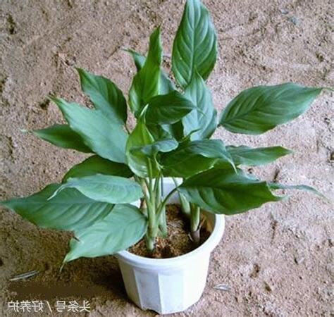 萬年青功效