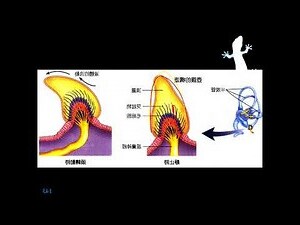 耳朵親情溝