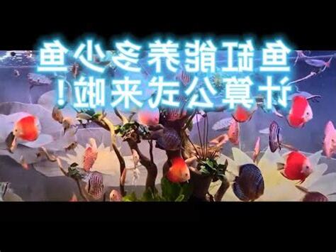 只養一隻魚