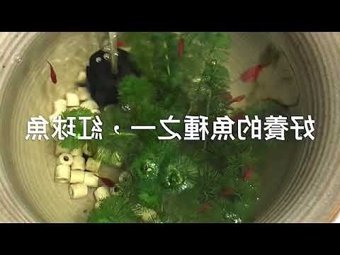 黑瑪麗魚