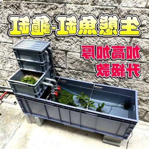 户外缸適合養什麼魚