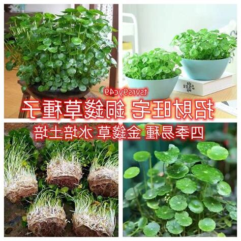 銅錢草陽台