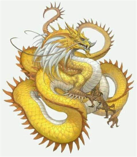 五爪金龍禁忌