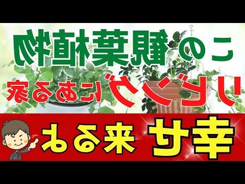 室內藤蔓植物風水