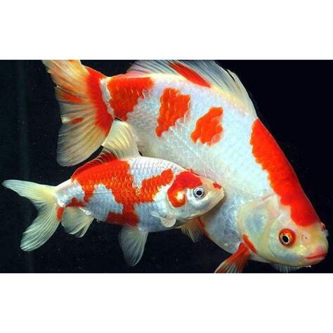 紅白鯉魚