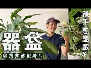 大型植物盆栽