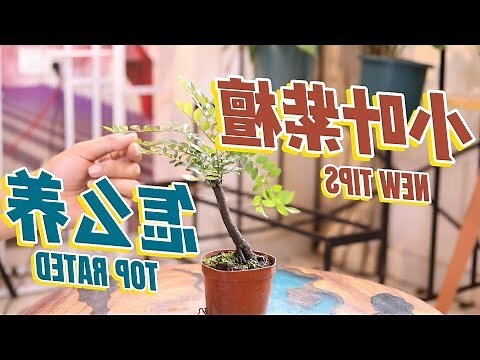 小葉紫檀木功效