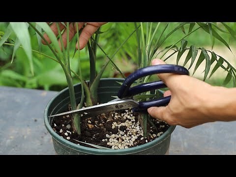 袖珍椰子风水