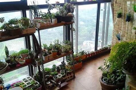 室外植物风水