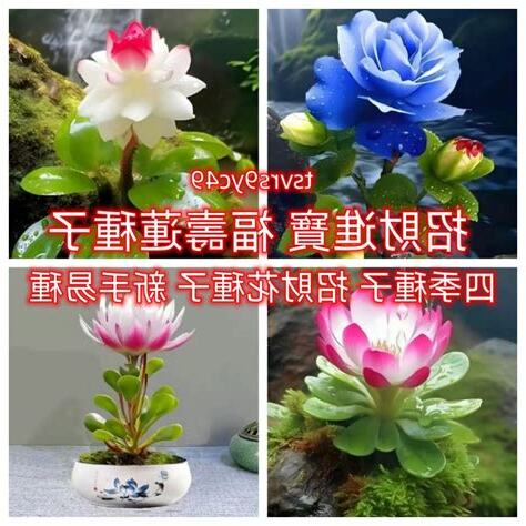 福壽蓮