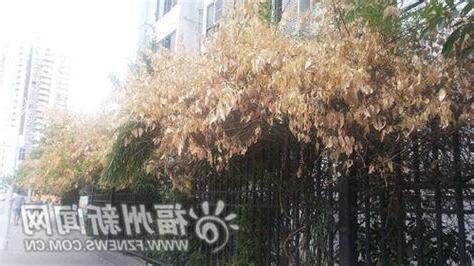 夜來香招鬼