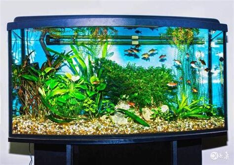 明財位可以放魚缸嗎