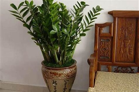 居家避邪植物