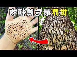 樹葡萄有毒