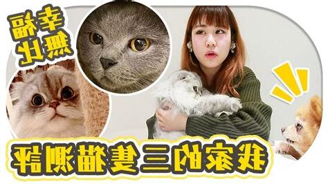 養3隻貓