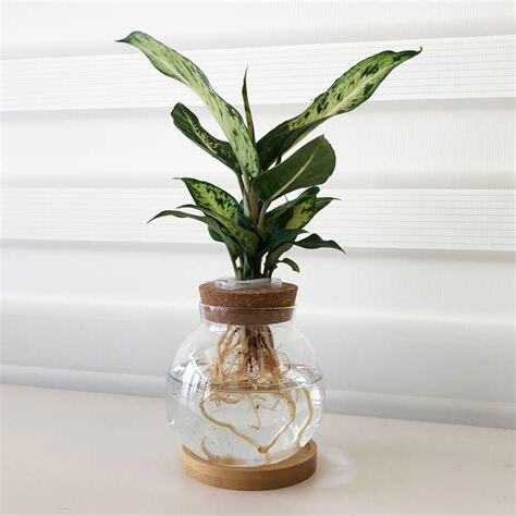 辦公室水耕植物