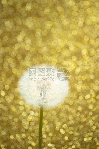 可以背的花